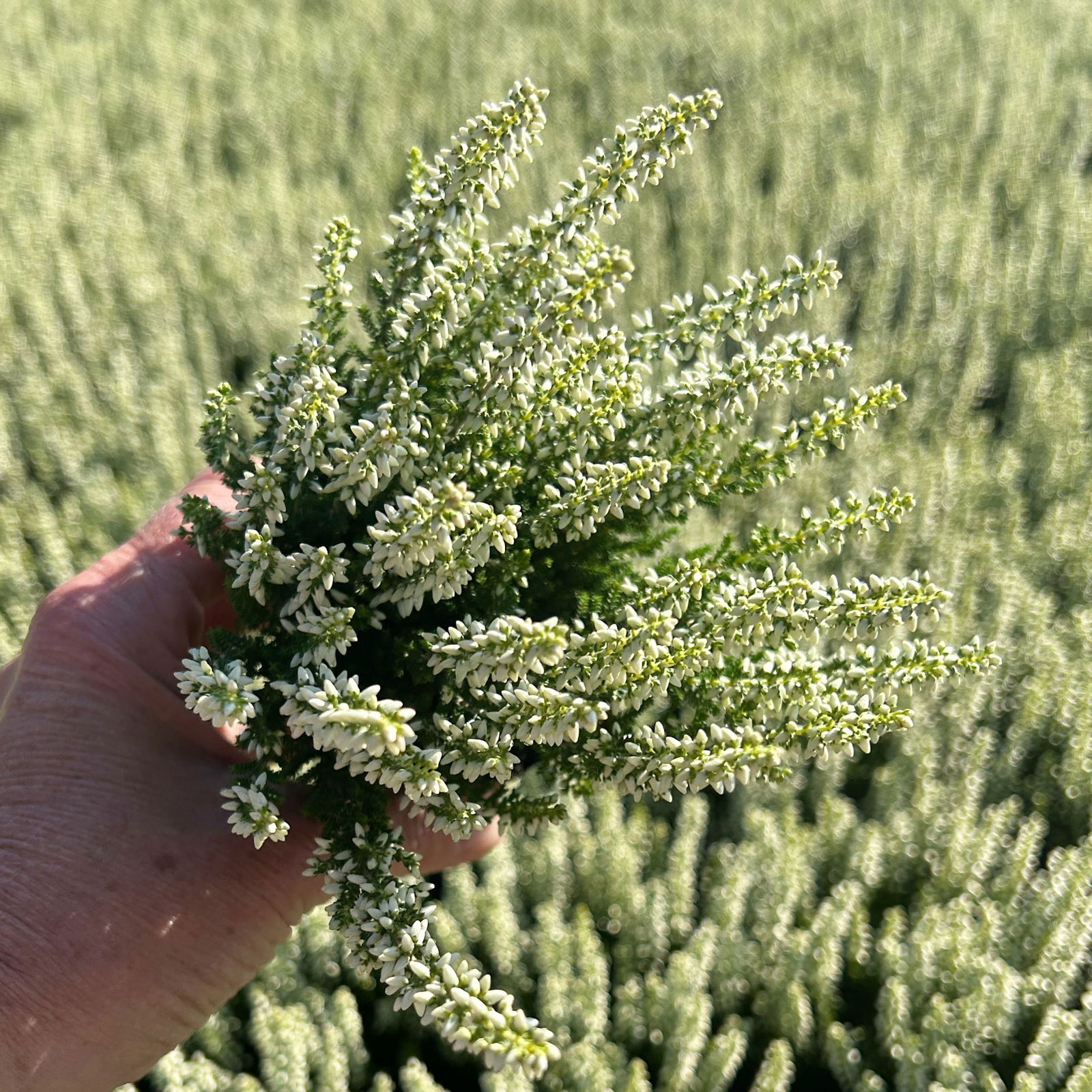 Knospenheide, weiß, Mini, Topf-Ø 6 cm, 12 Pflanzen