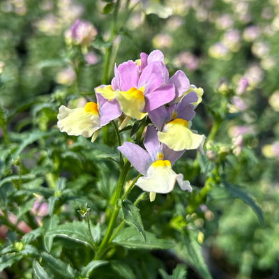 Nemesie, Sorte zufällig, Topf-Ø 12 cm, 6 Pflanzen Nemesie, Sorte zufällig, Topf-Ø 12 cm, 6 Pflanzen