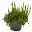 Calluna Skyline & Gaultheria grün-rot, Pflanzschalen/-topf-Ø 23 cm