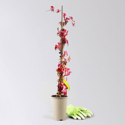 Wilder Wein 'Engelmanii', Höhe ca. 60 cm, Topf 2 Liter, 2 Stück