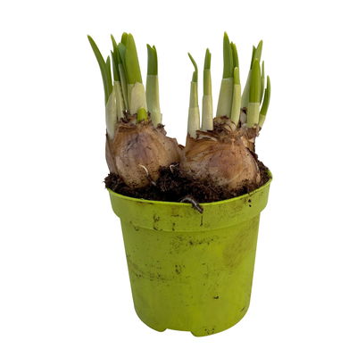 Narzisse 'Tête-à-Tête' gelb, vorgetrieben, Topf-Ø 9 cm, 12 Pflanzen