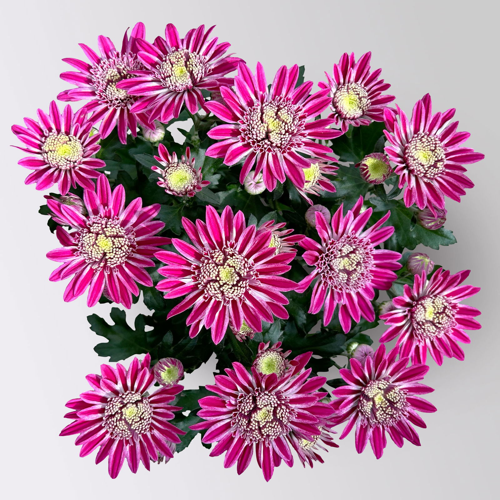 Chrysanthemen 'Chrysanne® Anemona Purple', lila, Topf-Ø 13 cm, 4 Pflanzen