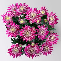 Chrysanthemen 'Chrysanne® Anemona Purple', lila, Topf-Ø 13 cm, 4 Pflanzen