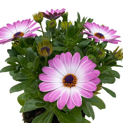 Kapkörbchen rosa, Topf-Ø 12 cm, 6er-Set