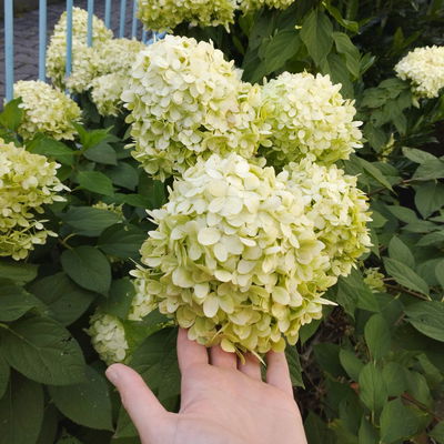 Rispenhortensie 'Limelight'Ⓢ 30/40 cm, im 5 l Topf