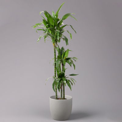 Duftender Drachenbaum 'Janet Craig', Topf-Ø 24 cm, , Höhe ca. 150 cm