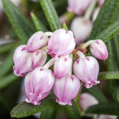 Rosmarinheide, Andromeda polifolia 'Blue Ice', rosa, Topf-Ø 17 cm, 2 Pflanzen