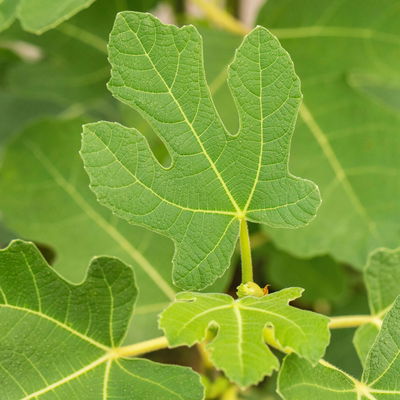 Feige 'Firoma'®, 2er-Set, Höhe 40-60 cm, Topf 5 Liter