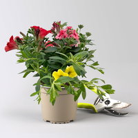 Sommerblüher-Mix, rot-hellrot-gelb, Topf-Ø 13 cm, 6 Pflanzen