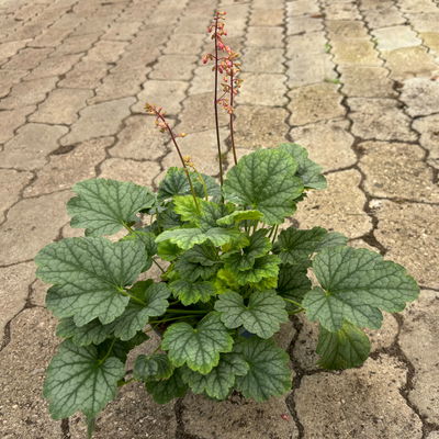 Bio Purpurglöckchen 'Mint Marques', mintgrün/silbrig, Topf-Ø 12 cm, 3 Pflanzen Bio Purpurglöckchen 'Mint Marques', mintgrün/silbrig, Topf-Ø 12 cm, 3 Pflanzen