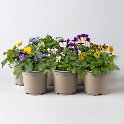 Bio Hornveilchen, Farben zufällig, Topf-Ø 12cm, 6 Pflanzen Bio Hornveilchen, Farben zufällig, Topf-Ø 12cm, 6 Pflanzen