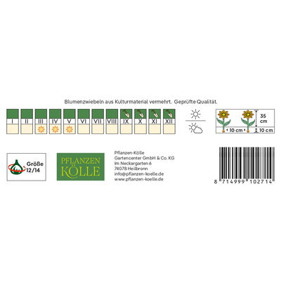 Gefüllte Narzissen 'Westward', weißgelb, Größe 12/14, 7 Blumenzwiebeln