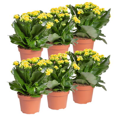 Kalanchoe 'Calandiva'®,  gelb, Topf-Ø 12 cm, Höhe ca. 27,5 cm, 6er-Set