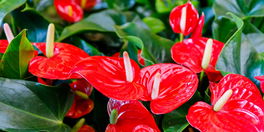Flamingoblume Flamingoblume