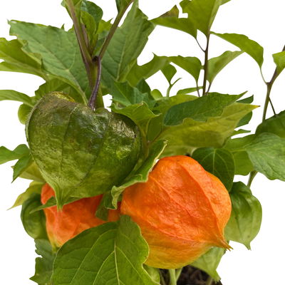 Bio Lampionblume, orange, Topf 11x11 cm, 3 Pflanzen Bio Lampionblume, orange, Topf 11x11 cm, 3 Pflanzen