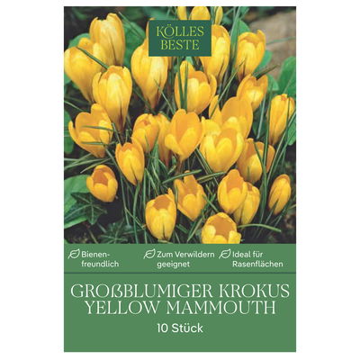 XXL Großblumige Krokusse Yellow Mammouth gelb, 10 Blumenzwiebeln