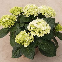 Hortensie 'Florencia' weiß, 3+Dolden, Topf-Ø 10 cm, 2er-Set