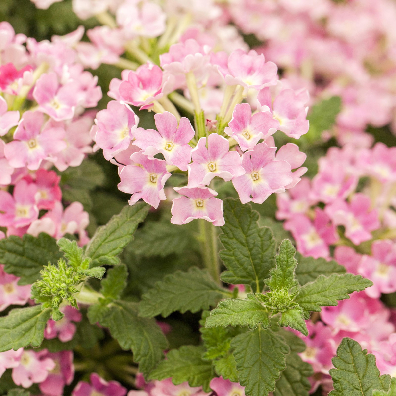 Pflanzenkreation 'Duft', 12 Pflanzen inkl. Erde und Dünger
