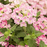 Pflanzenkreation 'Duft', 12 Pflanzen inkl. Erde und Dünger