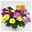 Chrysanthemen 'Quintett' bunt, Topf-Ø 14 cm, 4er-Set