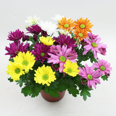Chrysanthemen 'Quintett', bunt, Topf-Ø 14 cm, 4 Pflanzen Chrysanthemen 'Quintett', bunt, Topf-Ø 14 cm, 4 Pflanzen
