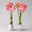 Amaryllis in Wachs XL, Dekor 'White Mix', zufällig, Blüte rosa-weiß, 2 Pflanzen Amaryllis in Wachs XL, Dekor 'White Mix', zufällig, Blüte rosa-weiß, 2 Pflanzen