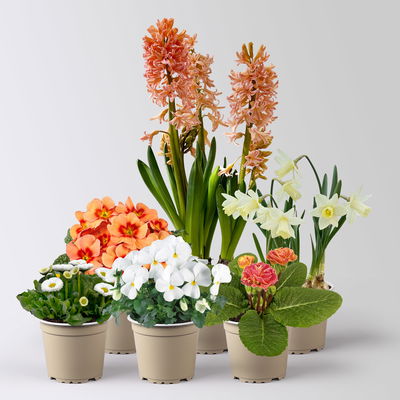 Pflanzen-Set Frühlingsharmonie, 6 Pflanzen