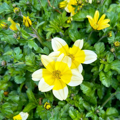 Goldmarie'Yellow Splash Imp.®' gelb, Topf-Ø 12 cm, 6 Pflanzen Goldmarie'Yellow Splash Imp.®' gelb, Topf-Ø 12 cm, 6 Pflanzen