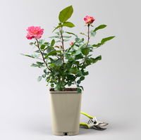 Duftende Edelrose 'Augusta Luise®', rose - aprikot, Topf 5 Liter