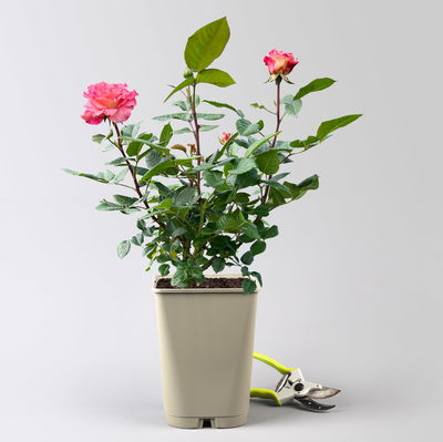 Duftende Edelrose 'Augusta Luise®', rose - aprikot, Topf 5 Liter Duftende Edelrose 'Augusta Luise®', rose - aprikot, Topf 5 Liter