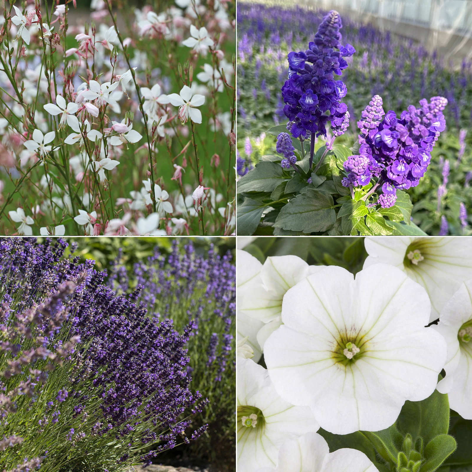 Pflanzenkreation Lavendeltraum, klein, 4 Pflanzen inkl. Erde und Dünger