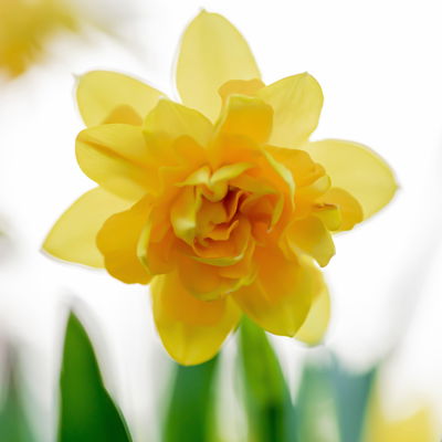 Narzisse 'Têtê-à-Têtê Bouclé' gelb, vorgetrieben, Topf-Ø 15 cm, 3 Pflanzen Narzisse 'Têtê-à-Têtê Bouclé' gelb, vorgetrieben, Topf-Ø 15 cm, 3 Pflanzen