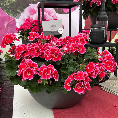 Geranie, rot-rosa, stehend, Topf-Ø 13 cm, 6 Pflanzen Geranie, rot-rosa, stehend, Topf-Ø 13 cm, 6 Pflanzen