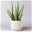 Aloe vera in Übertopf Vibes weiß, Topf-Ø 12 cm, Höhe ca. 35 cm, 2er-Set