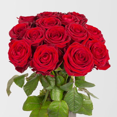 15 rote Rosen 'Red Naomi'