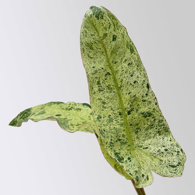 Philodendron 'Paraiso Verde', Topf-Ø 12 cm, Höhe ca. 30 cm Philodendron 'Paraiso Verde', Topf-Ø 12 cm, Höhe ca. 30 cm