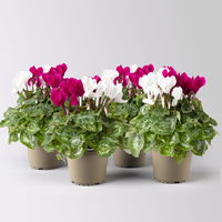 Alpenveilchen 'Exclusive® Duo' lila&weiß, Topf-Ø 10,5 cm, 4 Pflanzen