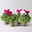 Alpenveilchen 'Exclusive® Duo' lila&weiß, Topf-Ø 10,5 cm, 4 Pflanzen Alpenveilchen 'Exclusive® Duo' lila&weiß, Topf-Ø 10,5 cm, 4 Pflanzen