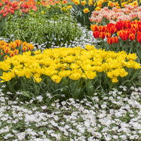 Kölle Tulpe, Tulipa gesneriana 'Golden Miracle', gelb, Topf 10 cm