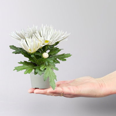 Chrysantheme Mini 'Spider'weiß, spinnenblütig, Topf-Ø 7cm, 8 Stück Chrysantheme Mini 'Spider'weiß, spinnenblütig, Topf-Ø 7cm, 8 Stück