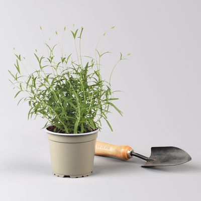 Bio Lavendel blau, Topf-Ø 12 cm, 3 Stück Bio Lavendel blau, Topf-Ø 12 cm, 3 Stück