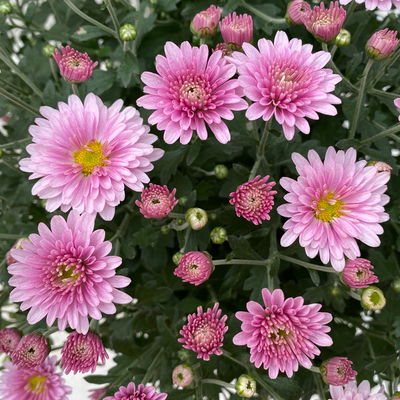Chrysanthemen, rosa, Topf-Ø 19 cm, 3 Pflanzen Chrysanthemen, rosa, Topf-Ø 19 cm, 3 Pflanzen