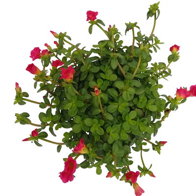 Portulakröschen, pink, Topf-Ø 12 cm, 6 Pflanzen