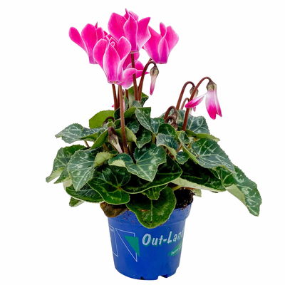 Alpenveilchen, Farben zufällig, Mini, Topf-Ø 6 cm, 10 Pflanzen Alpenveilchen, Farben zufällig, Mini, Topf-Ø 6 cm, 10 Pflanzen