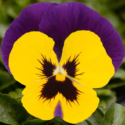 Stiefmütterchen 'Trio' lila-gelb-zweifarbig, Topf-Ø 13 cm, 6 Pflanzen Stiefmütterchen 'Trio' lila-gelb-zweifarbig, Topf-Ø 13 cm, 6 Pflanzen