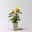 Beetrose 'Hansestadt Rostock®', bernstein-aprikotfarben, Topf 5 Liter