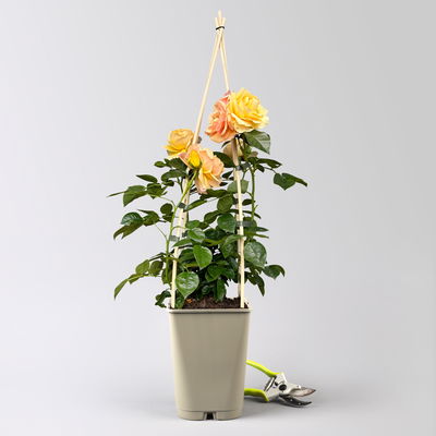 Beetrose 'Hansestadt Rostock®', bernstein-aprikotfarben, Topf 5 Liter Beetrose 'Hansestadt Rostock®', bernstein-aprikotfarben, Topf 5 Liter