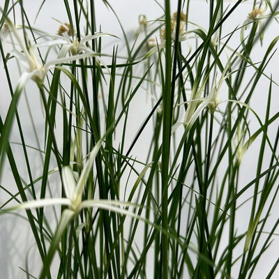 Rhynchospora colorata 'Sternentänzergras', Topf-Ø 13 cm, 3 Pflanzen