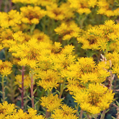 Tripmadam, gelb, Topf-Ø 13 cm, 6er-Set