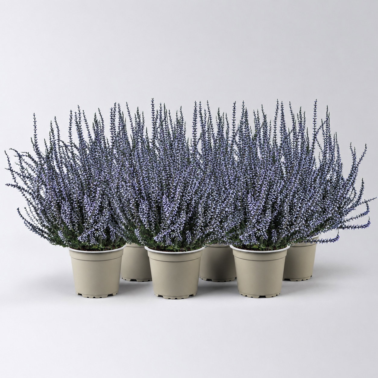 Knospenheide 'Picasso', lila gefärbt, Topf-Ø 12 cm, 6 Pflanzen